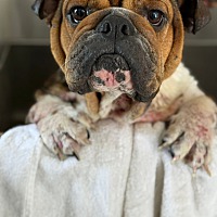 adopt a pet