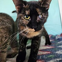 adopt-pet
