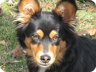 sheltie mix for adoption