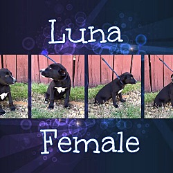 Thumbnail photo of Luna (Pom-dc) #2