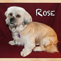 Thumbnail photo of Rose #3