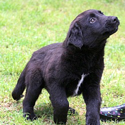 Thumbnail photo of Lennox~adopted! #3