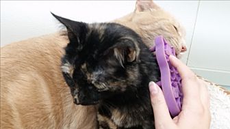 Adopt A Pet Petsmart Charities