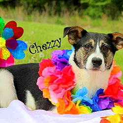Thumbnail photo of Chezzy~adopted! #2