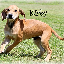 Thumbnail photo of Kirby~adopted! #1