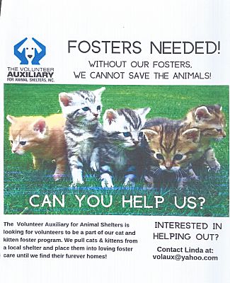 Jackson Nj Domestic Shorthair Meet Fosters Needed A Pet For Adoption