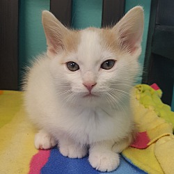 Circle Area Humane Society In Circleville Ohio