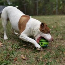American Staffordshire Terrier Puppies For Sale In Toledo Ohio Adoptapet Com