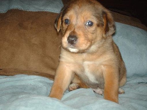 Heinz 57 puppy top