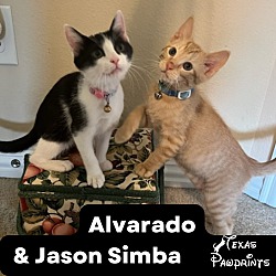 Photo of Alvarado & Jason Simba