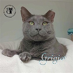 Thumbnail photo of Grigio #1
