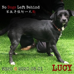 Photo of Lucy 8320