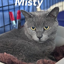 Thumbnail photo of Misty, Willow Grove PA (FCID# 02/22/2024-112) #2