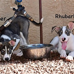 Thumbnail photo of Ruger #2