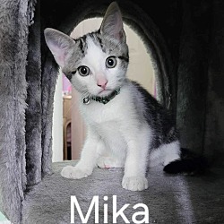 Photo of Mika