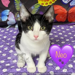 Photo of NEO