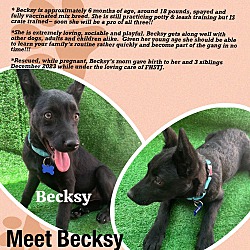 Thumbnail photo of Becksy #1