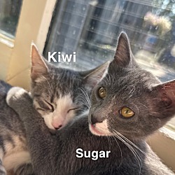 Thumbnail photo of Kiwi #2