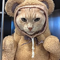 adopt a pet