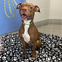 adopt a pet