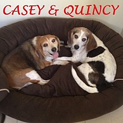 Thumbnail photo of QUINCY & CASEY- Courtesy #1