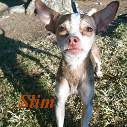 Thumbnail photo of Slim #1