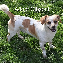 Thumbnail photo of Gibson #2