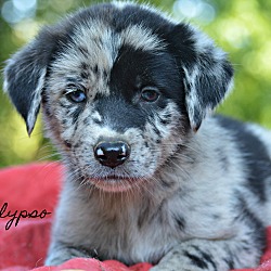 Thumbnail photo of Calypso~adopted! #1