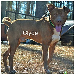 Thumbnail photo of Clyde - adopted #1