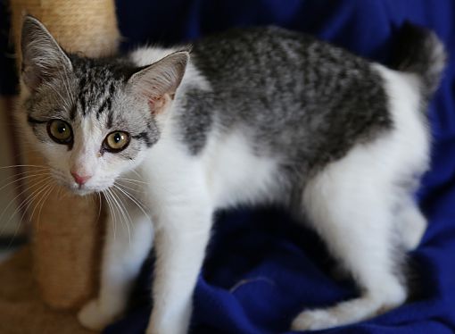 Cat Adoption Allentown Pa
