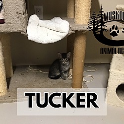 Photo of Tucker - Fluffy Fella!