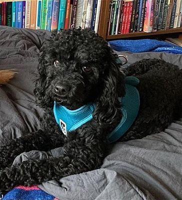St. Louis Park, MN - Cockapoo. Meet Charles a Pet for Adoption ...