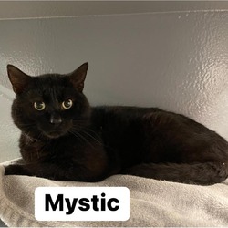 Thumbnail photo of Mystic #1