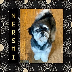 Photo of Nershi