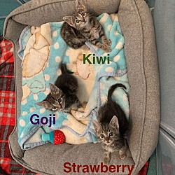 Thumbnail photo of Kiwi 2 KITTEN #4