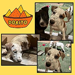 Thumbnail photo of Dorito #1