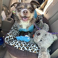 adopt a pet