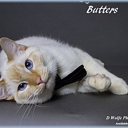 Thumbnail photo of BUTTERS #3