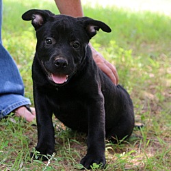 Thumbnail photo of Outlaw~adopted! #2
