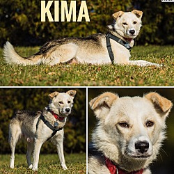 Thumbnail photo of KIMA #4