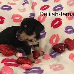 Thumbnail photo of Delilah-RT #3