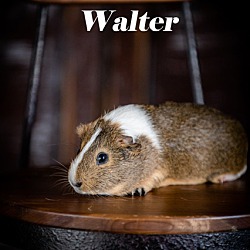 Thumbnail photo of Walter #2