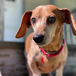 Dachshund Puppies For Sale In Wisconsin Adoptapet Com