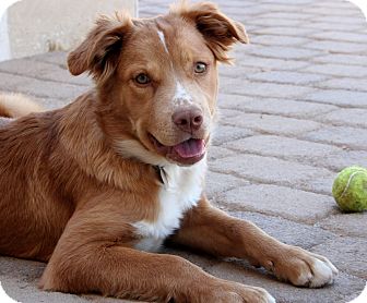 pitbull australian shepherd lab mix