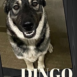 Thumbnail photo of Dingo #1