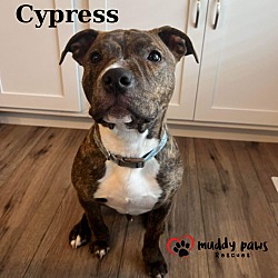 Photo of Cypress AKA Silas
