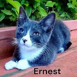 Thumbnail photo of Ernest #1