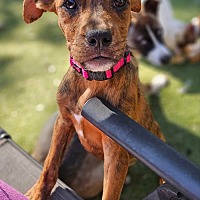 adopt a pet