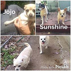 Thumbnail photo of JoJo and Sunshine #3
