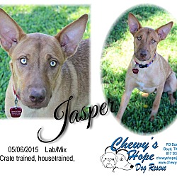 Thumbnail photo of Jasper #3